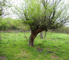 iran_fars_sabz_pooshan